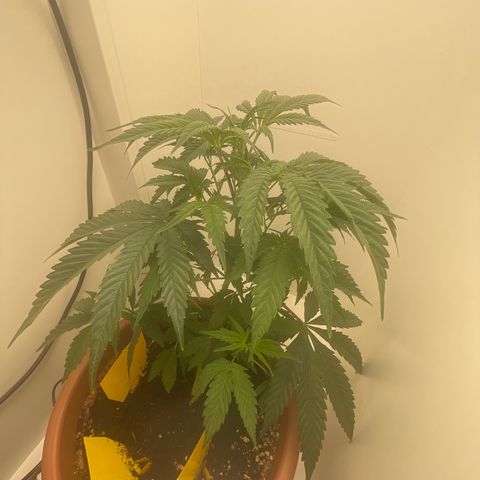 Auto California Kush growlog timeline photo