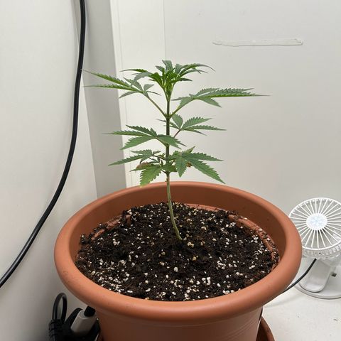 Auto California Kush growlog timeline photo