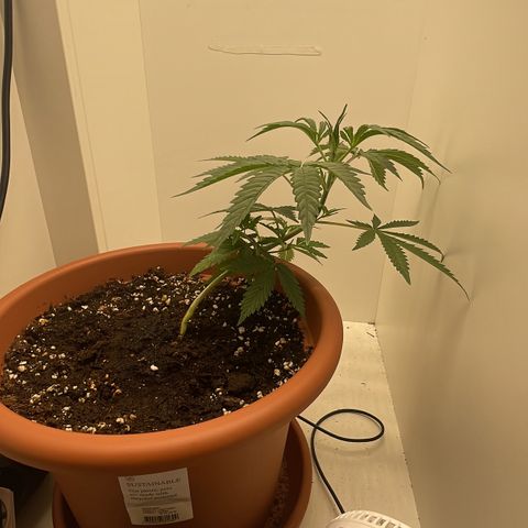 Auto California Kush growlog photo: Rechtsbeugung 
