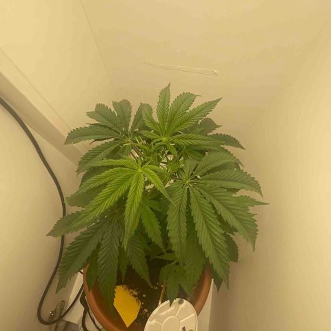 Auto California Kush growlog timeline photo