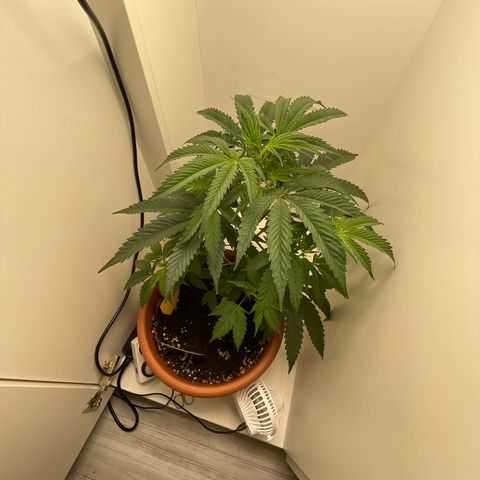 Auto California Kush growlog timeline photo