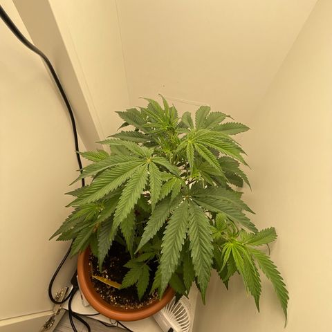 Auto California Kush growlog timeline photo