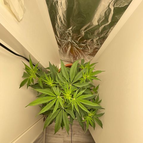 Auto California Kush growlog timeline photo