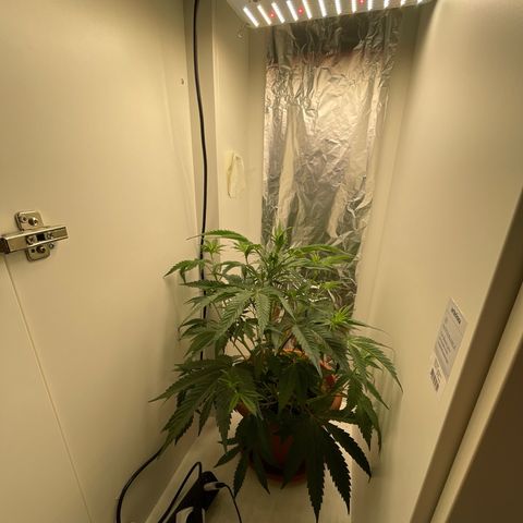 Auto California Kush growlog timeline photo