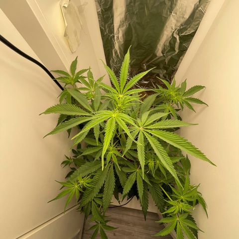 Auto California Kush growlog timeline photo