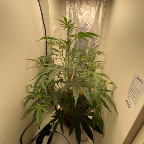 Auto California Kush growlog timeline photo