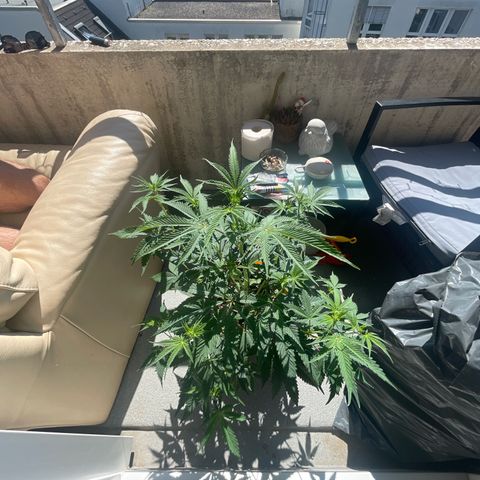 Auto California Kush growlog timeline photo