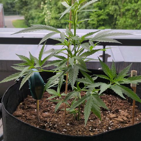 Trick growlog timeline photo