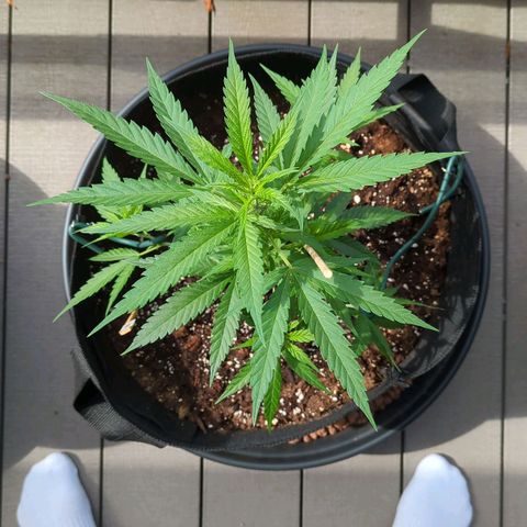 Trick growlog timeline photo