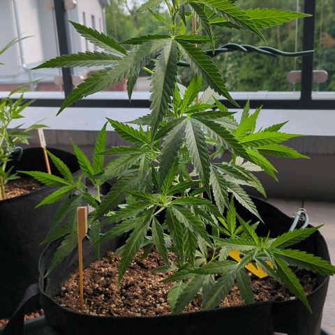 Trick growlog timeline photo