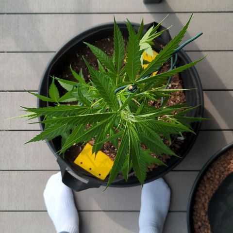 Trick growlog timeline photo