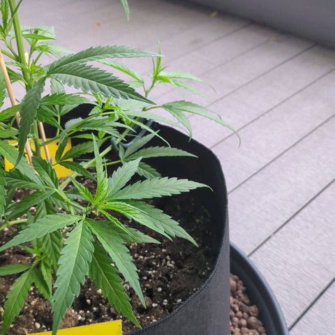 Trick growlog photo: Adlerkrallen? War recht windig und Temperatur tagsüber unter 20 Grad. Ggf auch durch Düngergabe?
