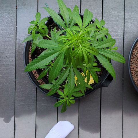 Trick growlog timeline photo