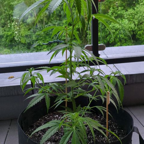 Trick growlog timeline photo