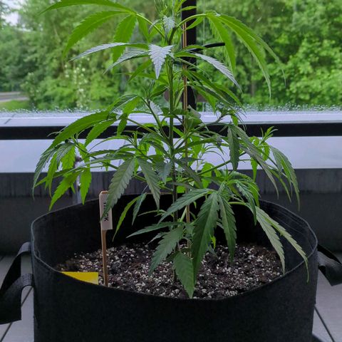 Trick growlog timeline photo