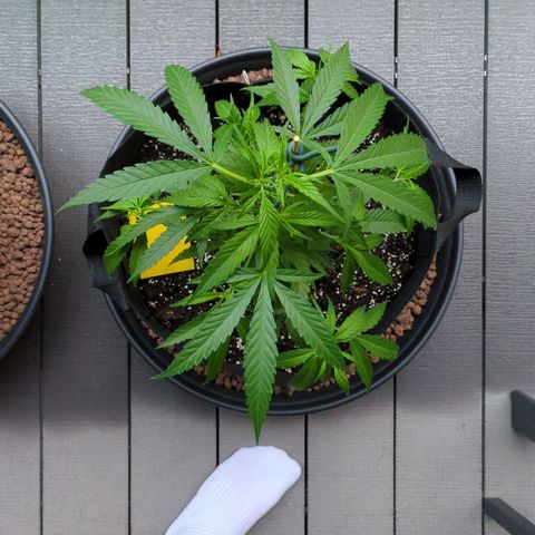 Trick growlog timeline photo