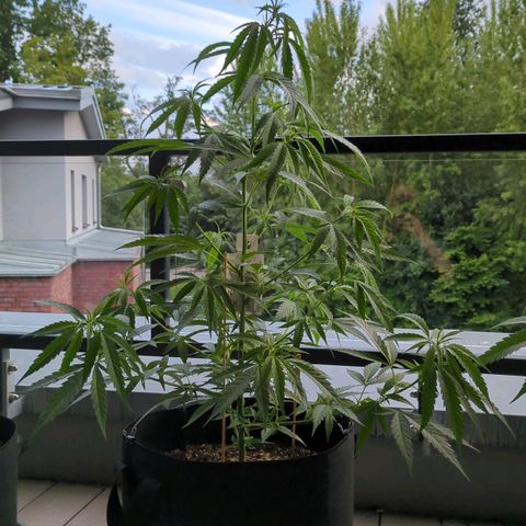 Trick growlog timeline photo