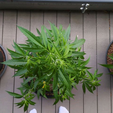 Trick growlog timeline photo