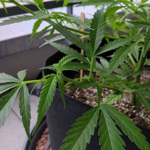 Trick growlog photo: Seitentrieb gekappt, sah krank aus