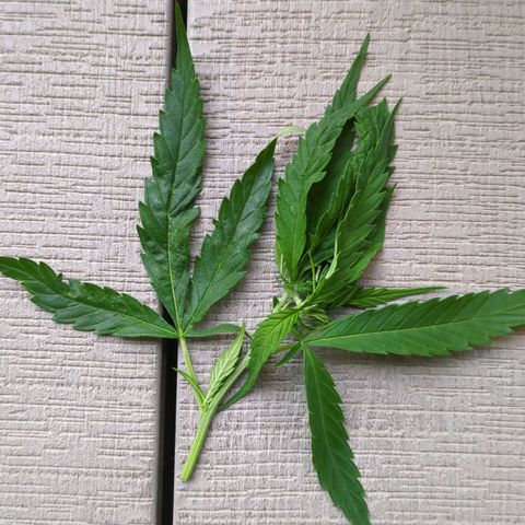 Trick growlog timeline photo