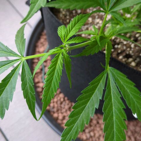 Trick growlog photo: Seitentrieb gekappt, sah krank aus