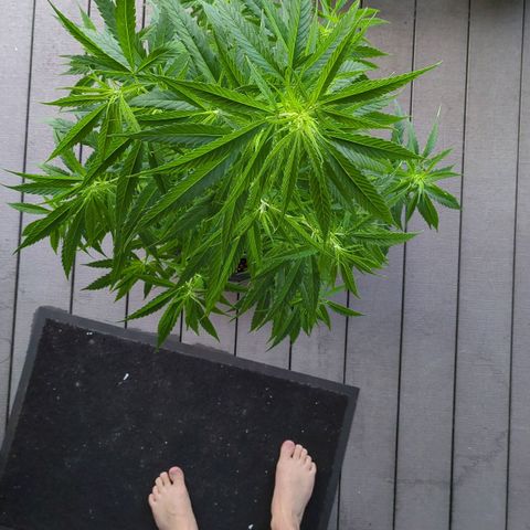 Trick growlog timeline photo