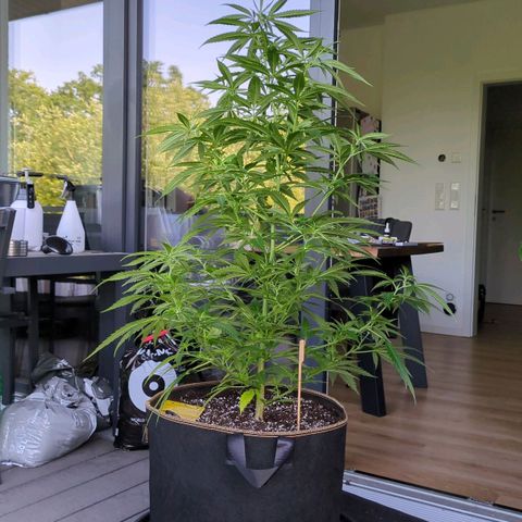Trick growlog timeline photo