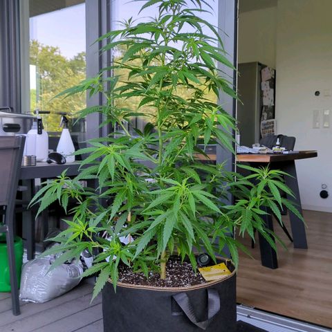 Trick growlog timeline photo