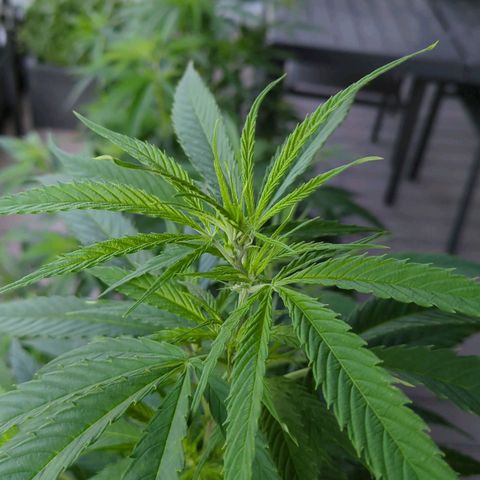 Trick growlog timeline photo