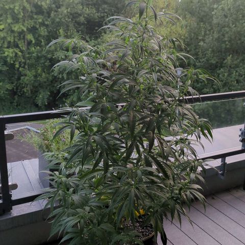 Trick growlog timeline photo