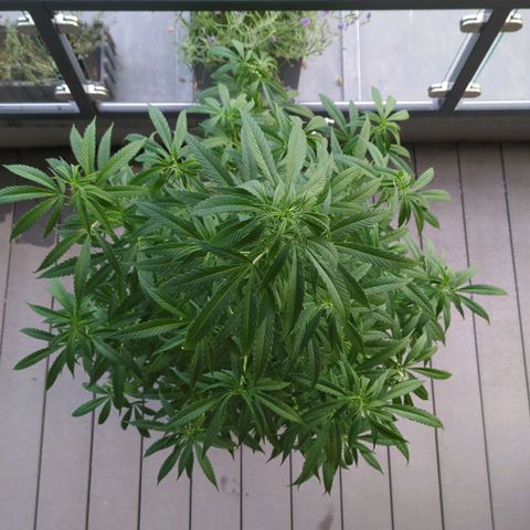 Trick growlog timeline photo
