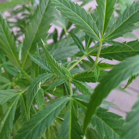Trick growlog timeline photo
