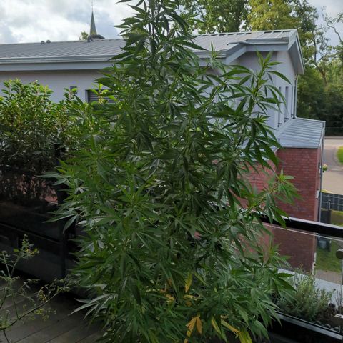 Trick growlog timeline photo
