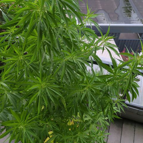 Trick growlog timeline photo