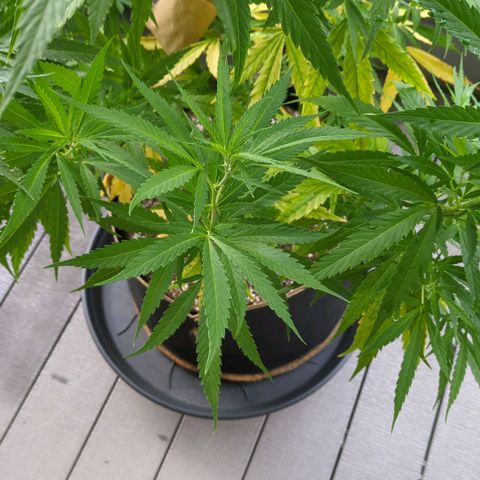 Trick growlog timeline photo