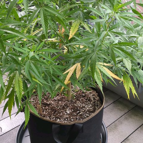 Trick growlog timeline photo