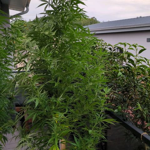 Trick growlog timeline photo