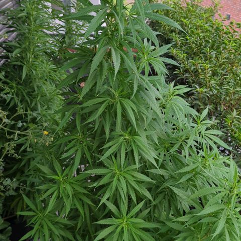 Trick growlog timeline photo
