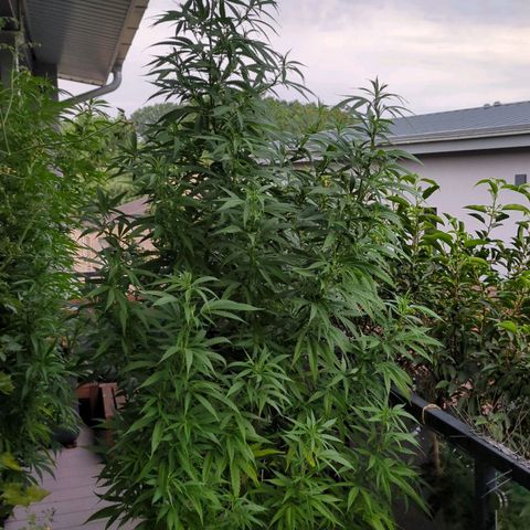 Trick growlog timeline photo