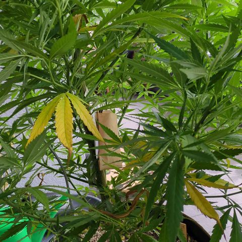 Trick growlog timeline photo