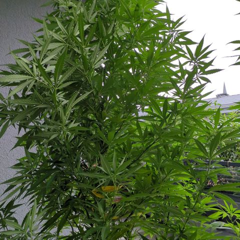 Trick growlog timeline photo