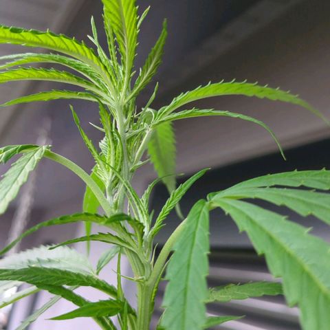 Trick growlog timeline photo