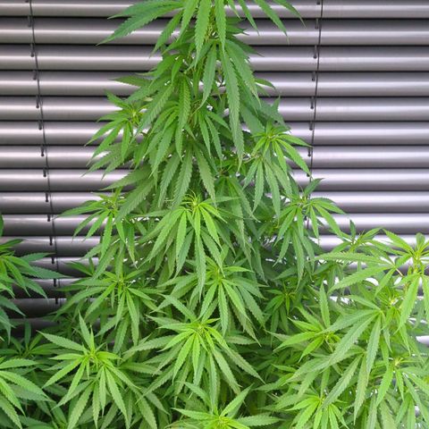 Trick growlog timeline photo