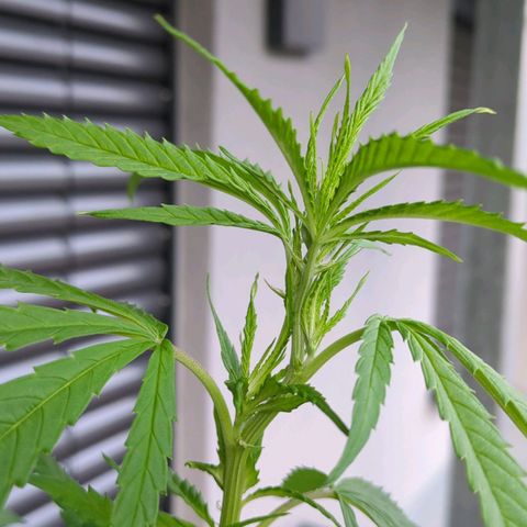 Trick growlog timeline photo