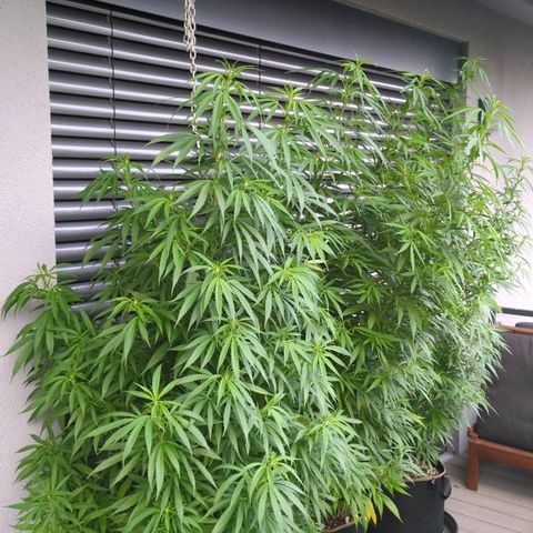 Trick growlog timeline photo