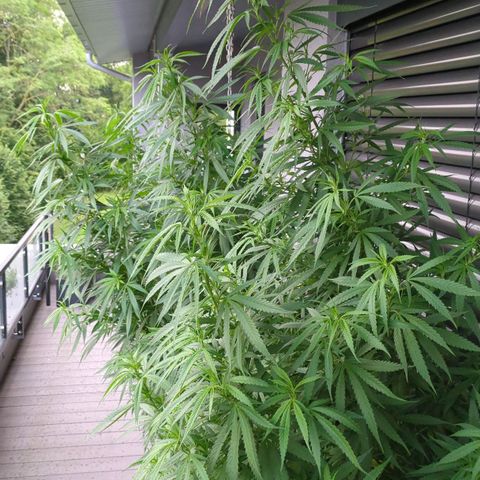 Trick growlog timeline photo