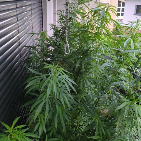 Trick growlog timeline photo