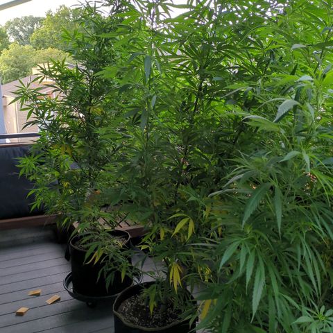 Trick growlog timeline photo