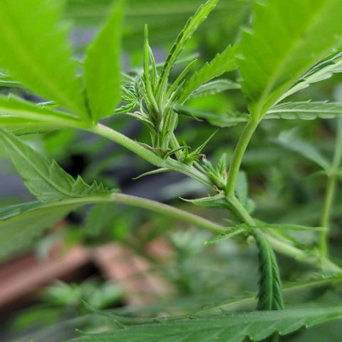 Trick growlog photo: Blütebeginn 