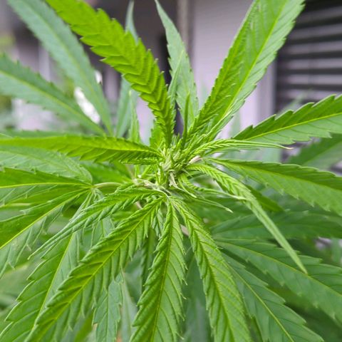 Trick growlog photo: Blütebeginn 